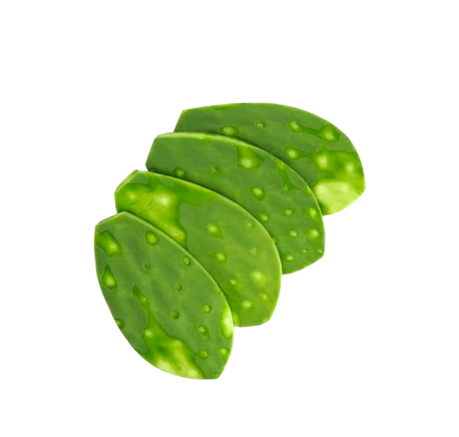 Nopal